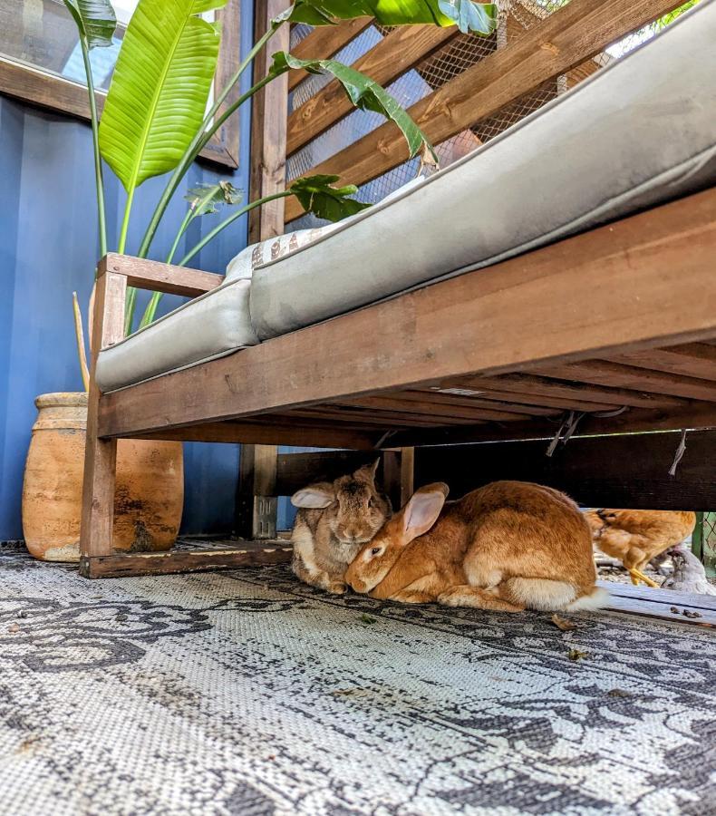 Cozy Af Tiny-House Oasis Villa Tampa Eksteriør bilde