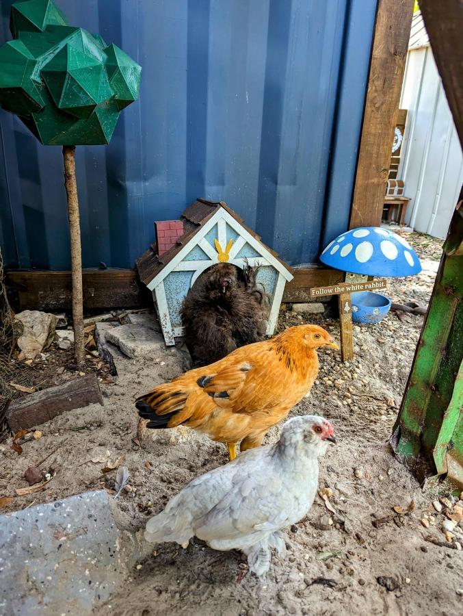 Cozy Af Tiny-House Oasis Villa Tampa Eksteriør bilde